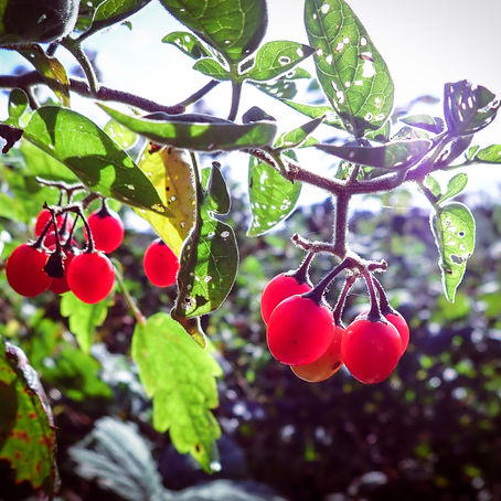 The season's final outing